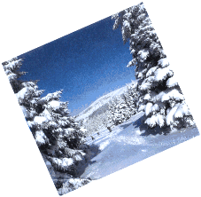 winter.gif (19883 Byte)